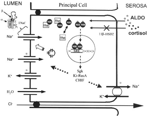 eplerenone mechanism of action
